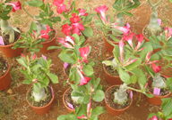 Reshmi Nursery