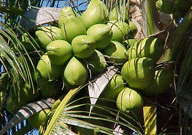 Coconut