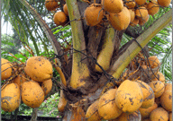 Kuttiadi Coconut 