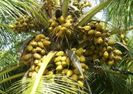 Kuttiadi Coconut