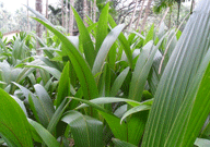 Kuttiadi Coconut tree