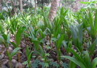 Kuttiadi Coconut tree