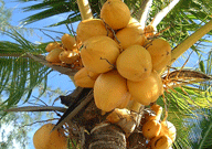 Kuttiadi Coconut